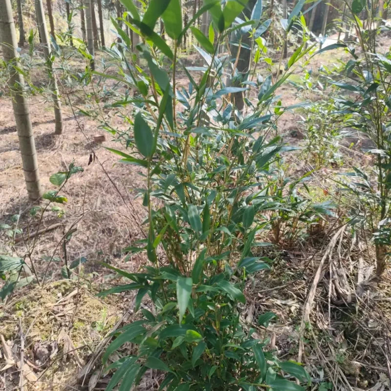 Moso Bamboo Seeds