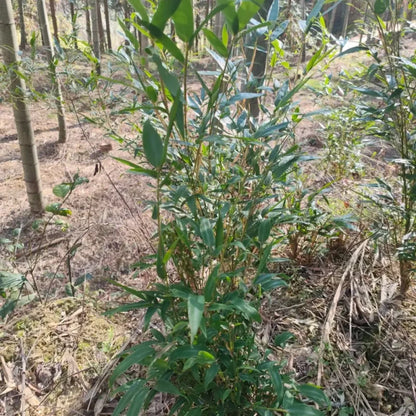 Moso Bamboo Seeds