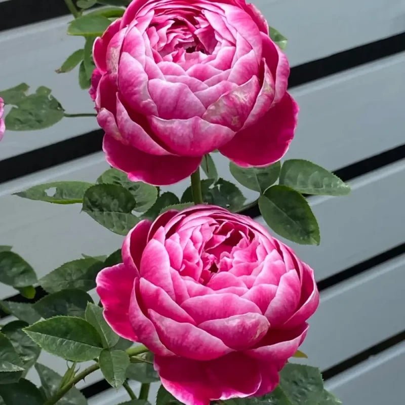 Mary Rose Seeds - Verdseeds