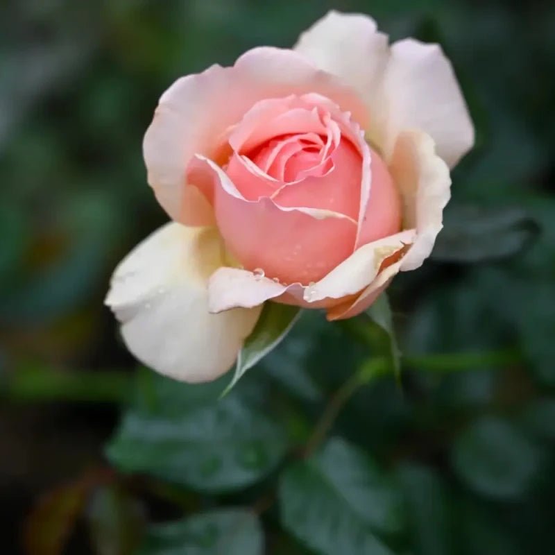 Masora Garden Rose Seeds - Verdseeds
