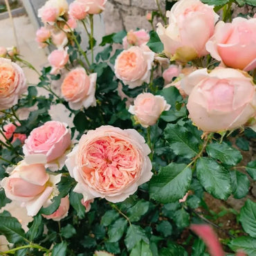 Masora Garden Rose Seeds - Verdseeds