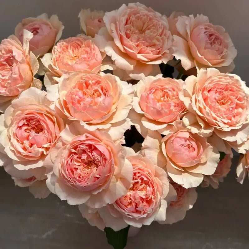 Masora Garden Rose Seeds - Verdseeds