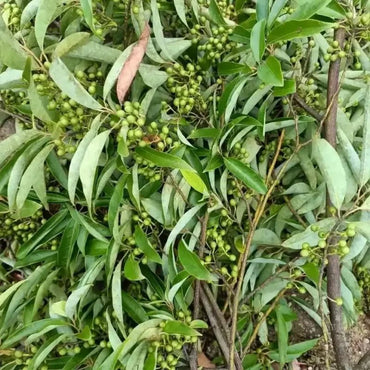 May Chang Seeds - Verdseeds