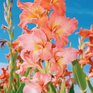 Canna Lily Seeds