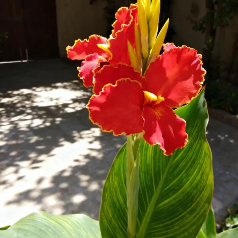 Canna Lily Seeds
