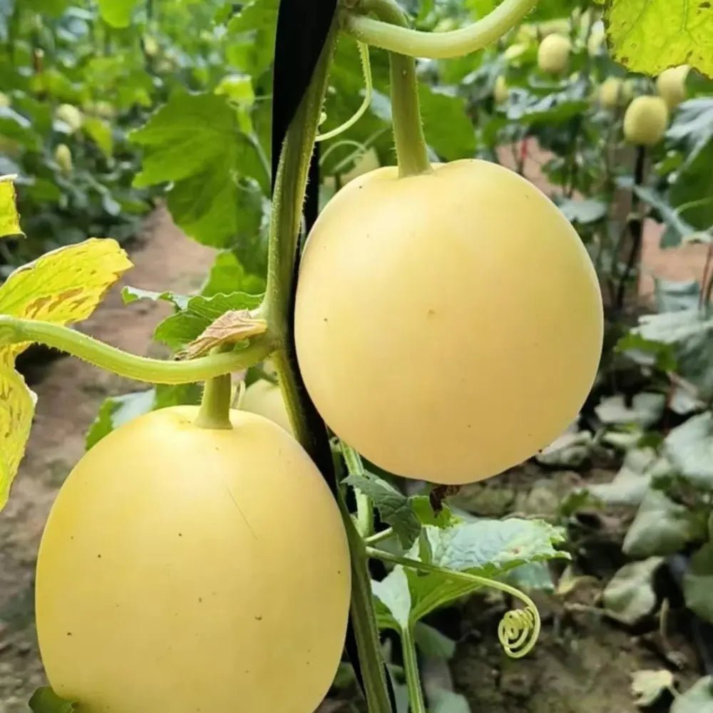 Melon Seeds - Verdseeds