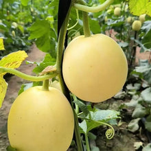 Melon Seeds - Verdseeds
