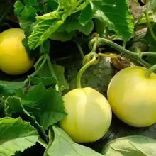 Melon Seeds - Verdseeds