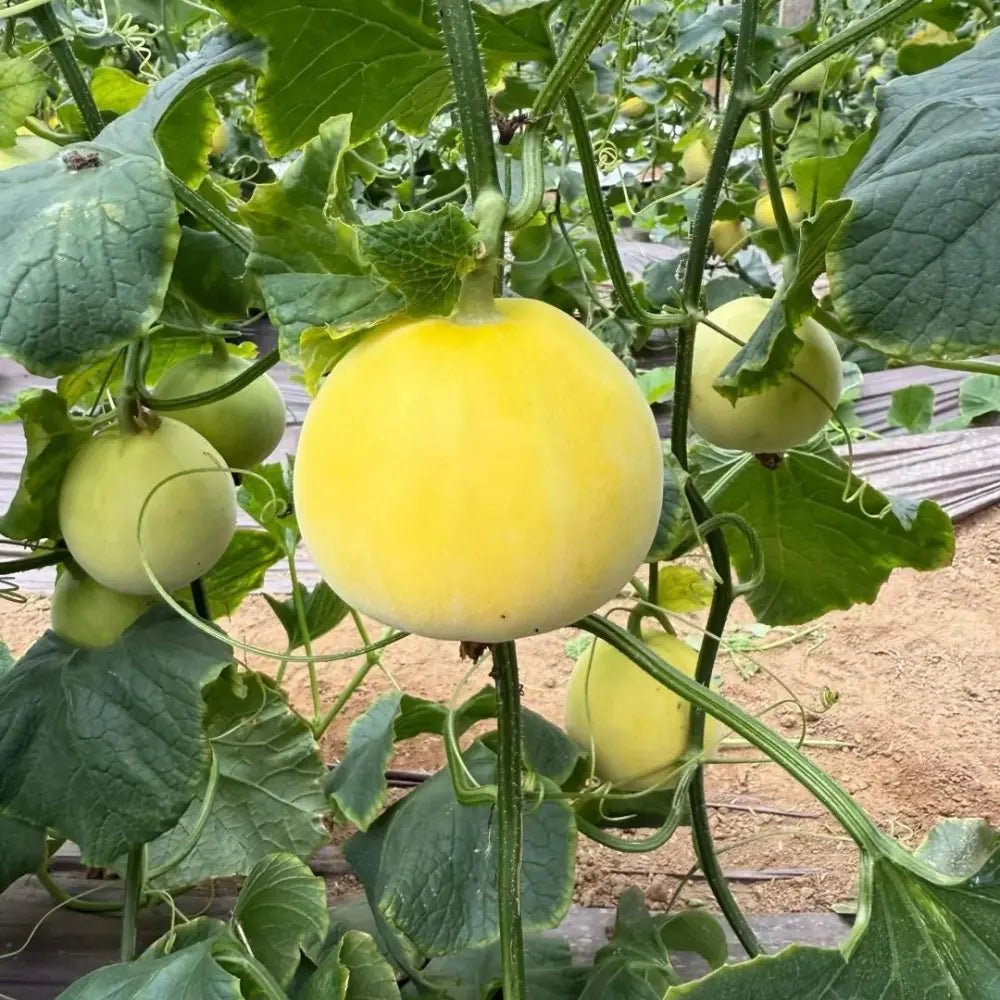Melon Seeds - Verdseeds