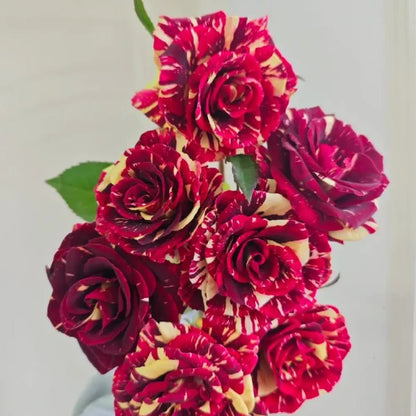 Meteor Shower Rose Seeds - Verdseeds