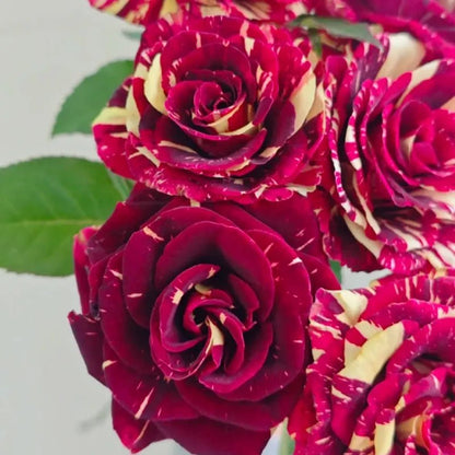 Meteor Shower Rose Seeds - Verdseeds