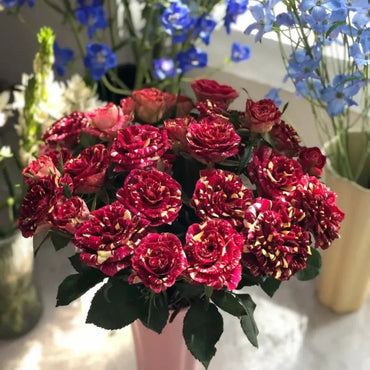 Meteor Shower Rose Seeds - Verdseeds