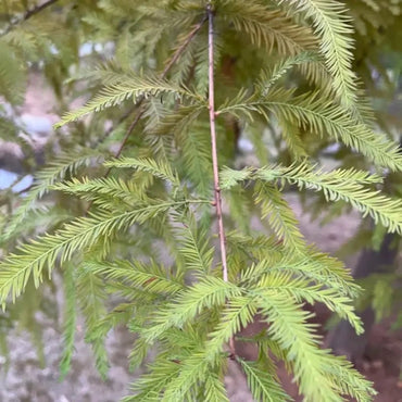Mexican Bald Cypress Seeds - Verdseeds