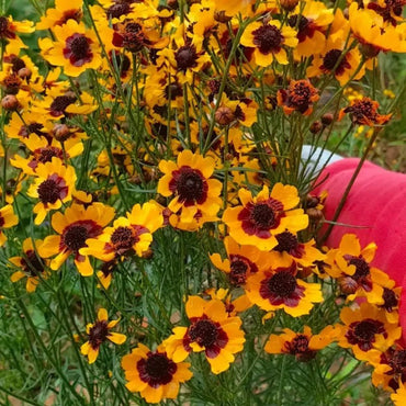 Mexican Creeping Zinnia Seeds - Verdseeds