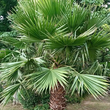Mexican Fan Palms