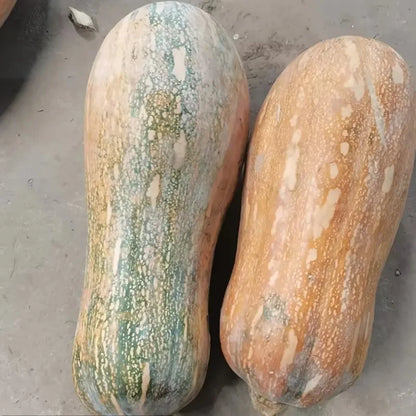 Mi Ben Pumpkin Seeds