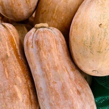 Mi Ben Pumpkin Seeds - Verdseeds