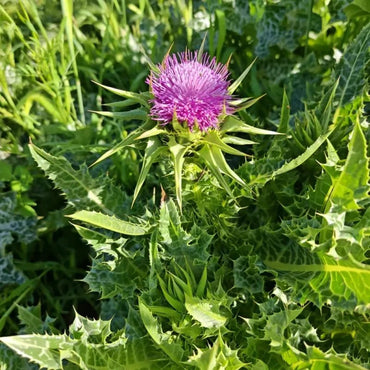 Milk Thistle Seeds - Verdseeds