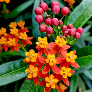 Milkweed Seeds - Verdseeds