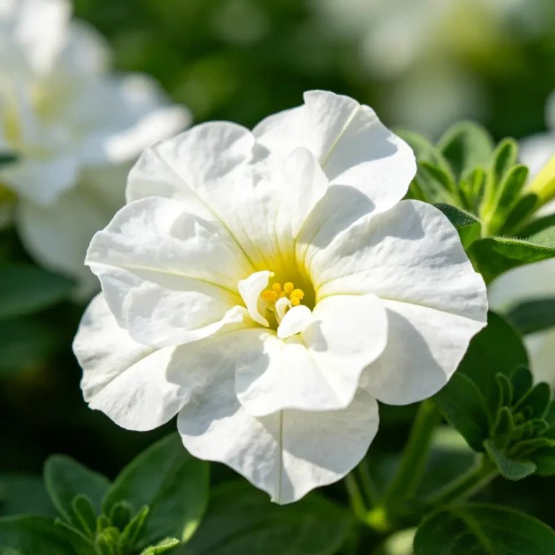 Milky White Hybrid Petunia Seeds - Verdseeds