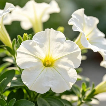 Milky White Hybrid Petunia Seeds - Verdseeds