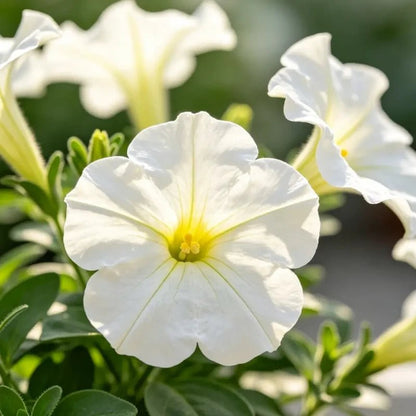 Milky White Hybrid Petunia Seeds - Verdseeds