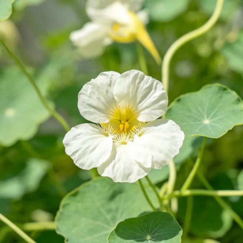 Milky White Nasturtium Seeds - Verdseeds