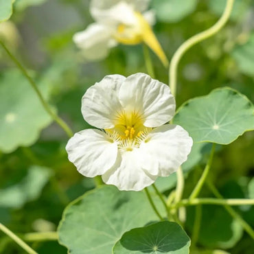 Milky White Nasturtium Seeds - Verdseeds