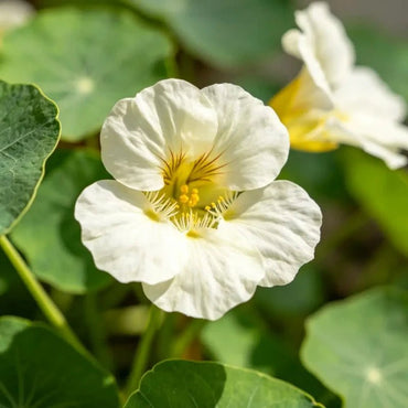 Milky White Nasturtium Seeds - Verdseeds