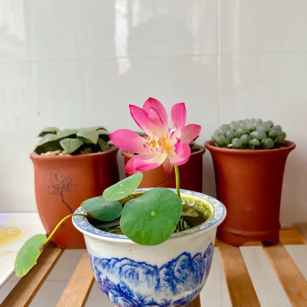 Mini Lotus Seeds - Verdseeds