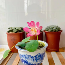 Mini Lotus Seeds - Verdseeds
