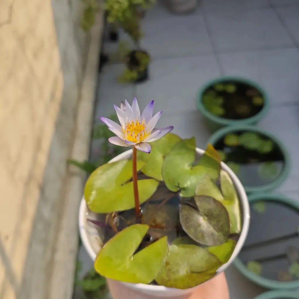 Mini Lotus Seeds - Verdseeds