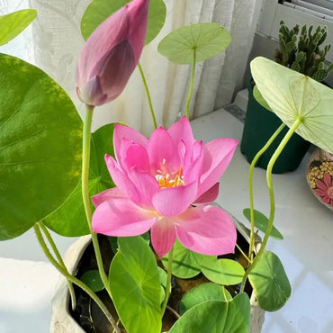 Mini Lotus Seeds - Verdseeds