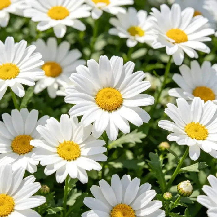 Mini Marguerite Seeds - Verdseeds