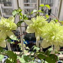 Mint Clematis Seeds - Verdseeds