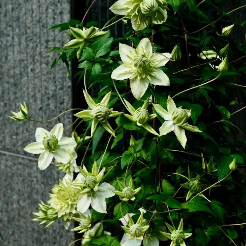 Mint Clematis Seeds - Verdseeds