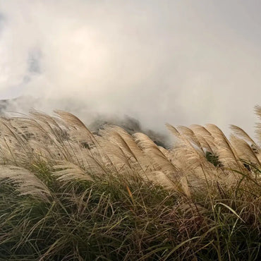 Miscanthus Seeds - Verdseeds