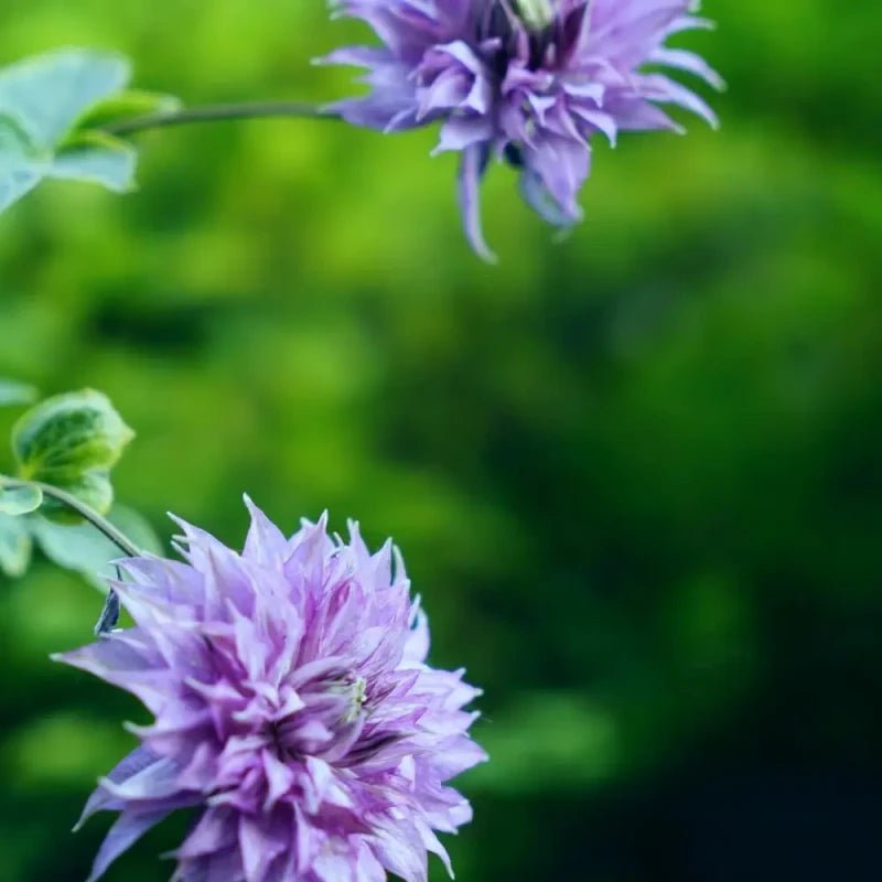 Miss Kyoko Clematis Seeds - Verdseeds
