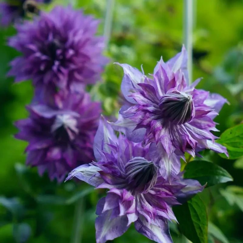 Miss Kyoko Clematis Seeds - Verdseeds