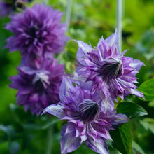 Miss Kyoko Clematis Seeds - Verdseeds