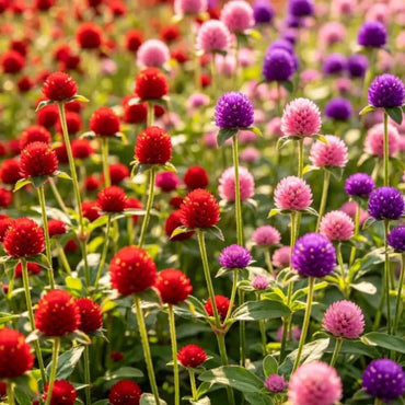 Mix Globe Amaranth Seeds - Verdseeds