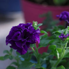 Mix Petunia Double Seeds - Verdseeds