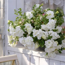 Mix Petunia Double Seeds - Verdseeds