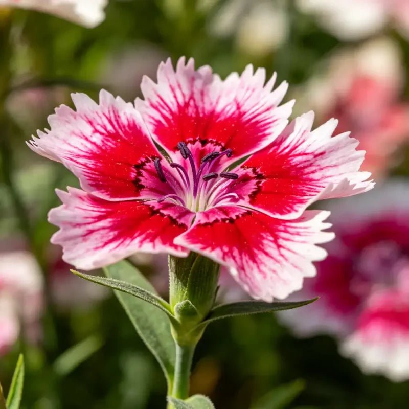 Mixed Color Bearded Pink Seeds - Verdseeds