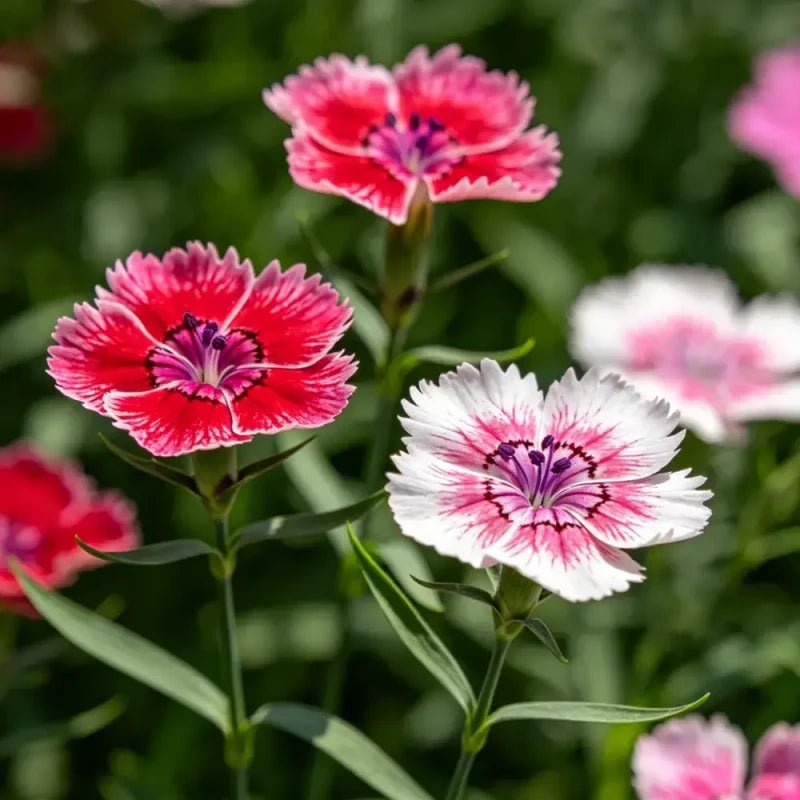 Mixed Color Bearded Pink Seeds - Verdseeds