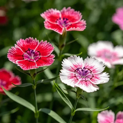 Mixed Color Bearded Pink Seeds - Verdseeds
