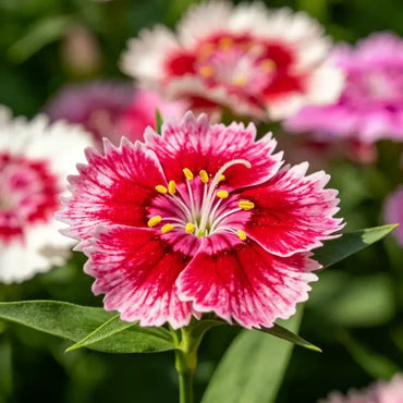 Mixed Color Bearded Pink Seeds - Verdseeds