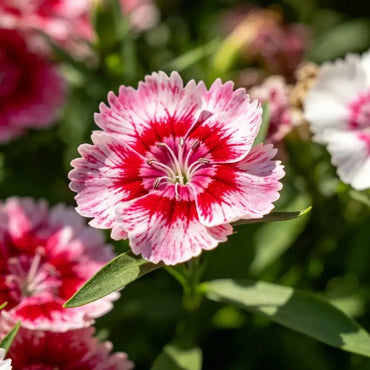 Mixed Color Bearded Pink Seeds - Verdseeds