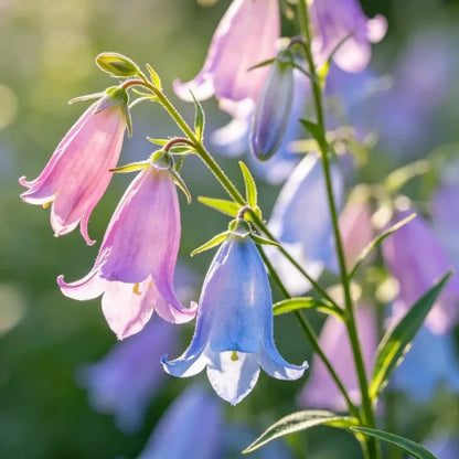 Mixed Color Beardtongue Seeds - Verdseeds