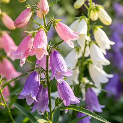 Mixed Color Beardtongue Seeds - Verdseeds